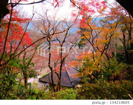 《高知県》紅葉 134219605