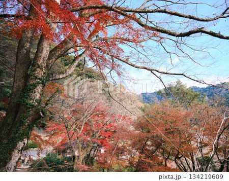 《高知県》紅葉 134219609