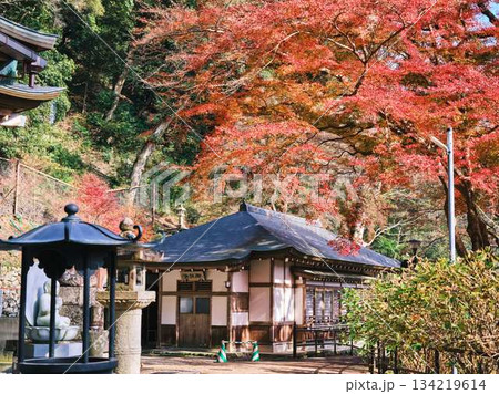《高知県》紅葉 134219614
