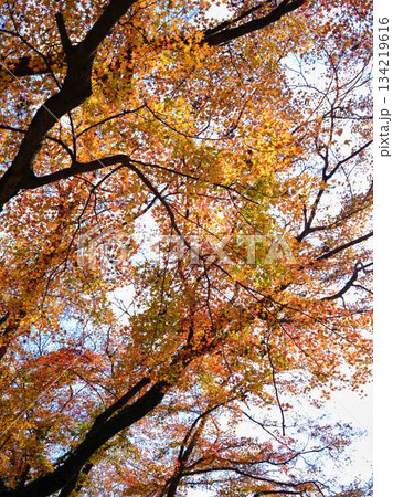 《高知県》紅葉 《高知県》紅葉 134219616