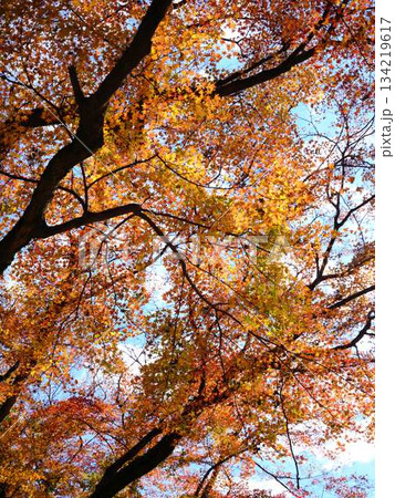 《高知県》紅葉 《高知県》紅葉 134219617