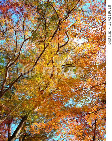 《高知県》紅葉 134219619
