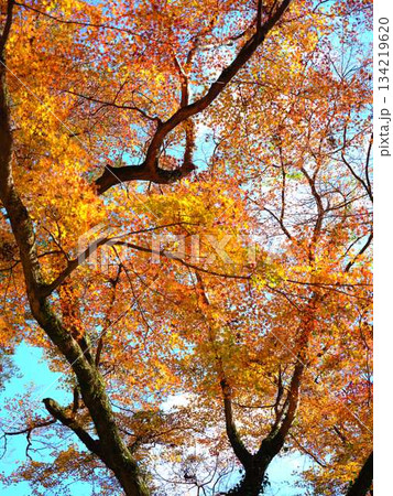 《高知県》紅葉 134219620