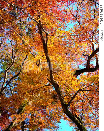 《高知県》紅葉 《高知県》紅葉 134219622