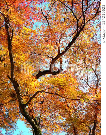 《高知県》紅葉 134219623