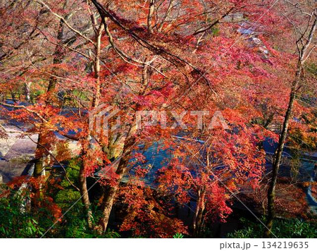 《高知県》紅葉 134219635