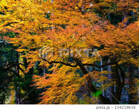 《高知県》紅葉 《高知県》紅葉 134219638