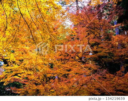 《高知県》紅葉 134219639