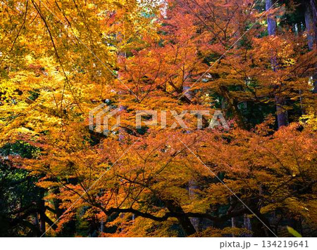 《高知県》紅葉 《高知県》紅葉 134219641