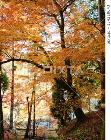 《高知県》紅葉 《高知県》紅葉 134219643