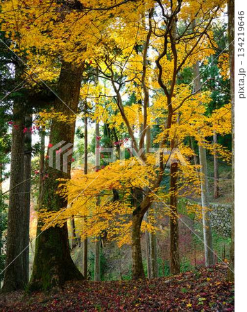 《高知県》紅葉 《高知県》紅葉 134219646