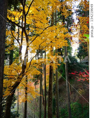 《高知県》紅葉 134219649