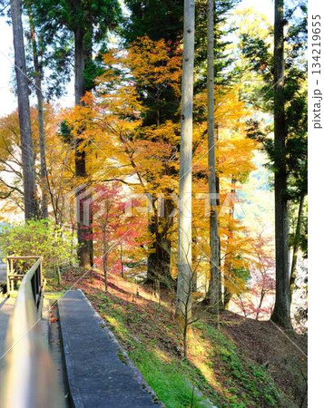 《高知県》紅葉 《高知県》紅葉 134219655