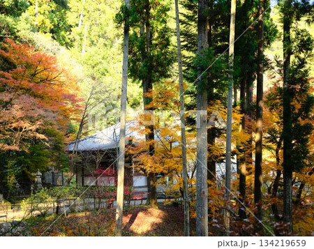《高知県》紅葉 《高知県》紅葉 134219659