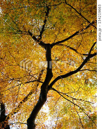 《高知県》紅葉 《高知県》紅葉 134219663