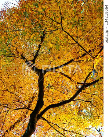 《高知県》紅葉 《高知県》紅葉 134219664
