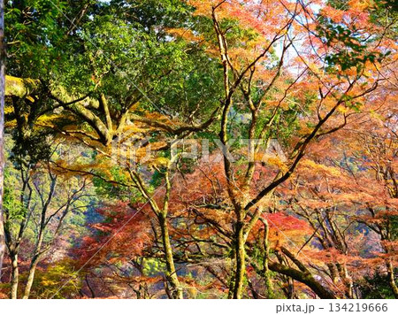 《高知県》紅葉 《高知県》紅葉 134219666