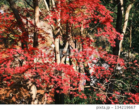 《高知県》紅葉 134219667