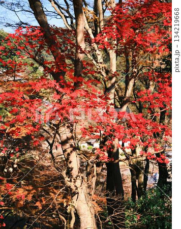 《高知県》紅葉 《高知県》紅葉 134219668