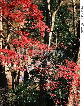 《高知県》紅葉 134219670