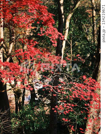 《高知県》紅葉 134219671