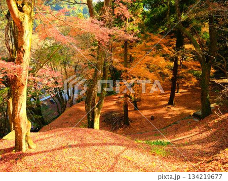 《高知県》紅葉 《高知県》紅葉 134219677