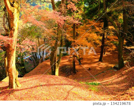 《高知県》紅葉 《高知県》紅葉 134219678