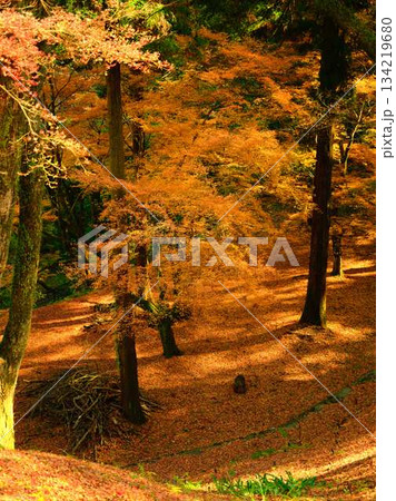 《高知県》紅葉 134219680