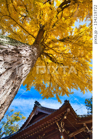 神社は銀杏のじゅうたん 神社は銀杏のじゅうたん 134219722