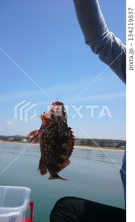 釣り上げたカサゴ 釣り上げたカサゴ 134219837