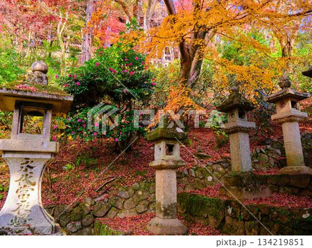 《奈良県》紅葉 《奈良県》紅葉 134219851