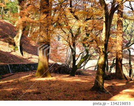 《奈良県》紅葉 《奈良県》紅葉 134219853