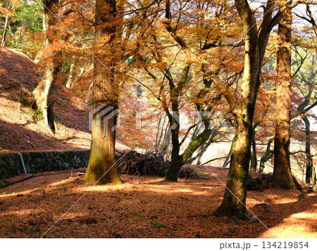 《奈良県》紅葉 《奈良県》紅葉 134219854
