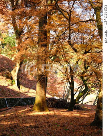 《奈良県》紅葉 134219855