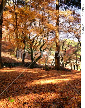 《奈良県》紅葉 134219867