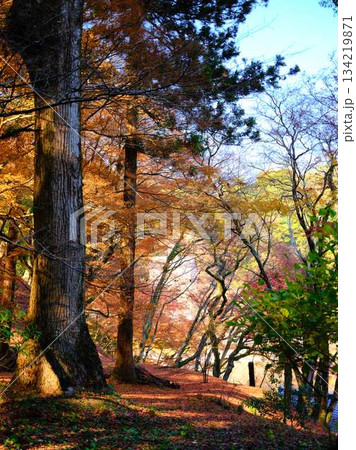 《奈良県》紅葉 《奈良県》紅葉 134219871