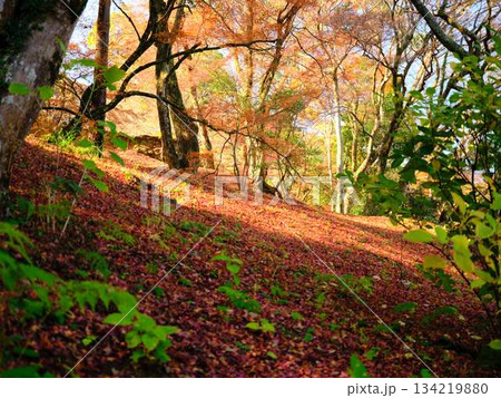 《奈良県》紅葉 《奈良県》紅葉 134219880
