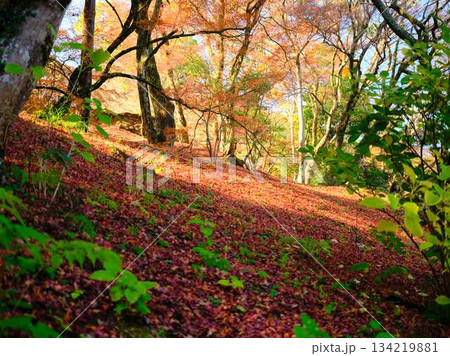 《奈良県》紅葉 134219881