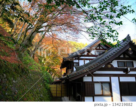 《奈良県》紅葉 134219882