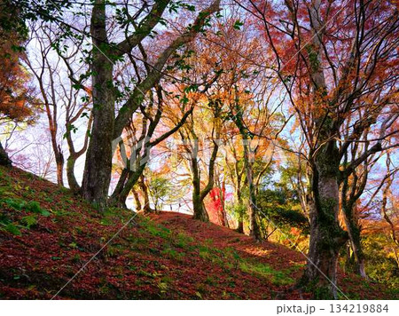 《奈良県》紅葉 134219884