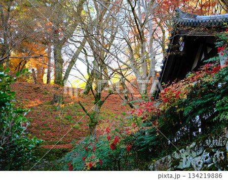 《奈良県》紅葉 134219886