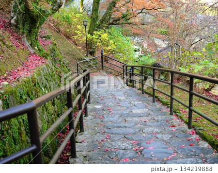 《奈良県》紅葉 134219888