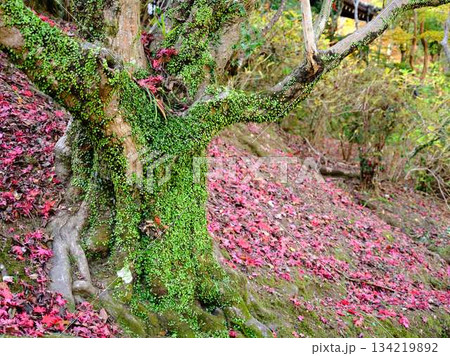 《奈良県》紅葉 《奈良県》紅葉 134219892