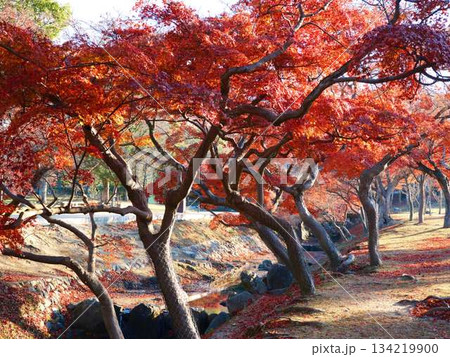 《奈良県》紅葉 《奈良県》紅葉 134219900