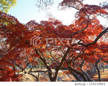 《奈良県》紅葉 《奈良県》紅葉 134219901