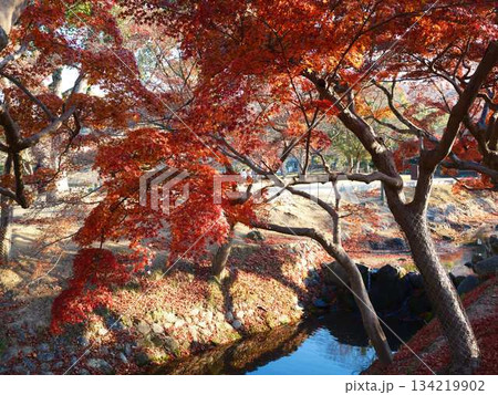《奈良県》紅葉 134219902