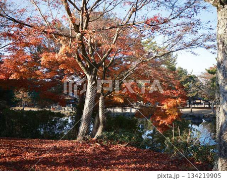 《奈良県》紅葉 《奈良県》紅葉 134219905