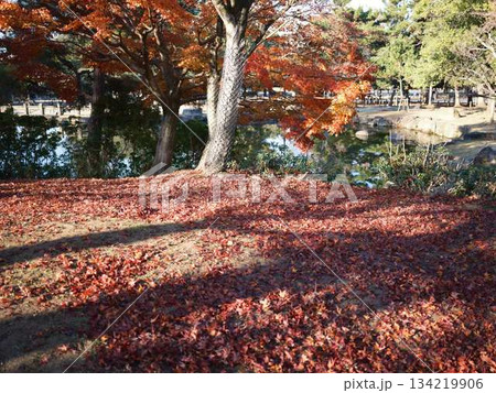 《奈良県》紅葉 134219906