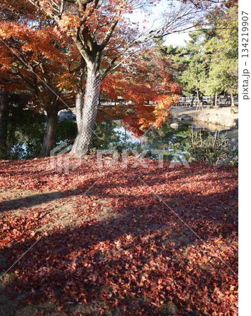 《奈良県》紅葉 《奈良県》紅葉 134219907