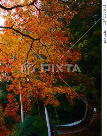 《奈良県》紅葉 《奈良県》紅葉 134219911